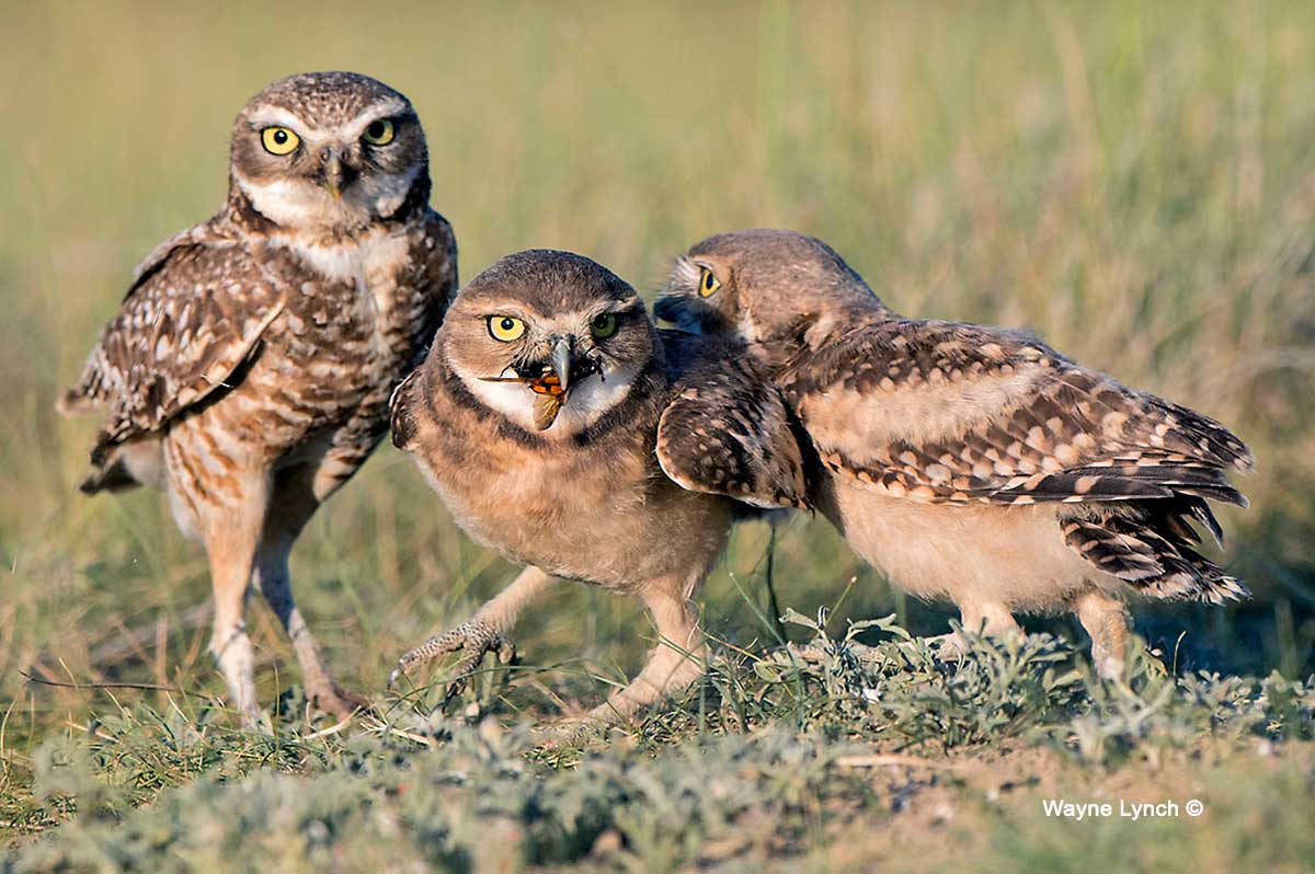 Adult Owl with a Burying Beetle by Wayne Lynch ©