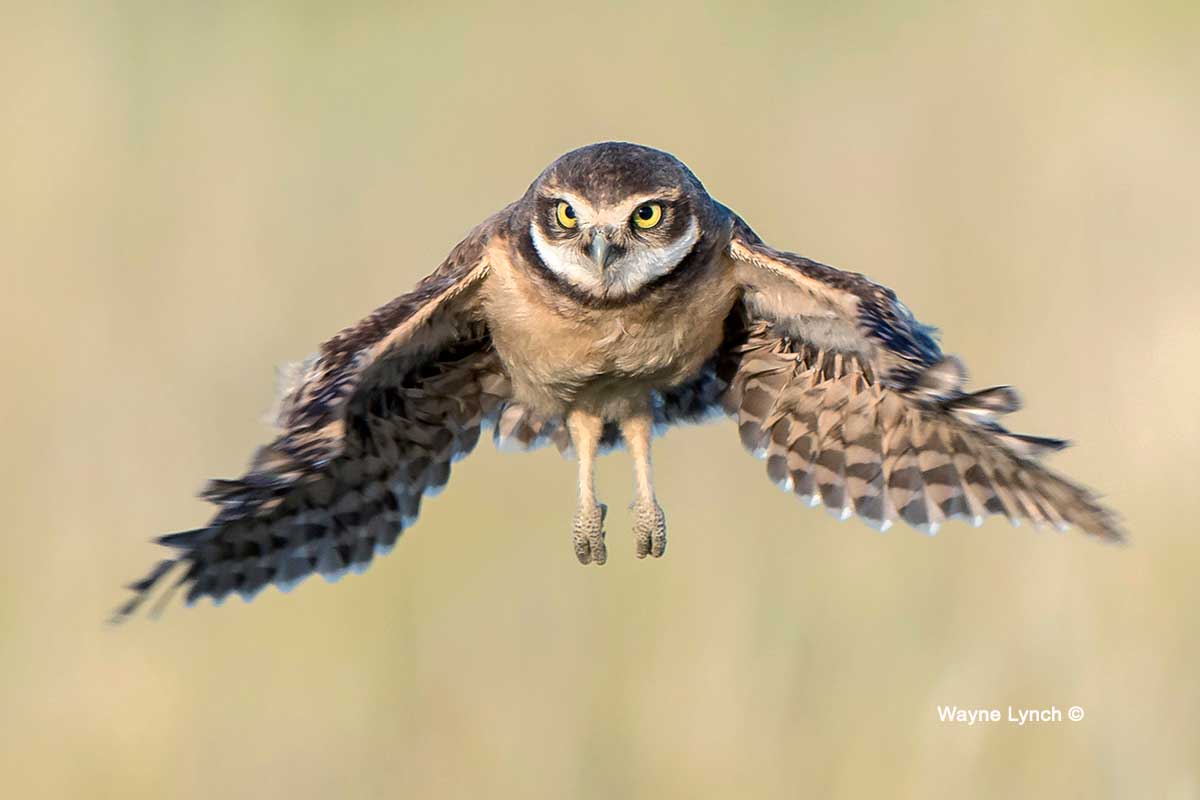 Owl Chick Learning to Fly by Wayne Lynch ©
