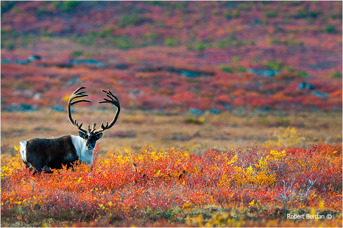 Caribou after moving it to the left using the Content Aware Move Tool in Adobe Photoshop CS6 by Robert Berdan ©