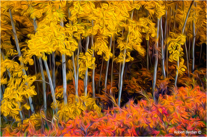 Autumn colors photograph after applying Adobe Photoshop's Oil painting filter by Robert Berdan ©