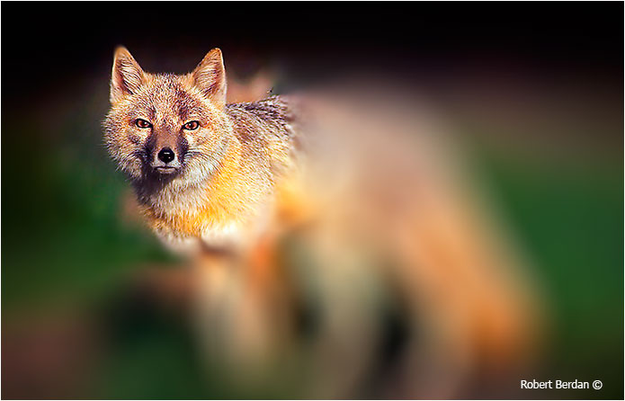Swift fox after applying Iris Blurr filter by Robert Berdan ©