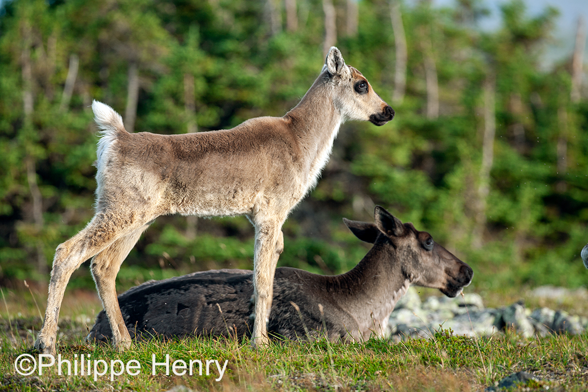 Caribou photograph by Philippe Henry ©