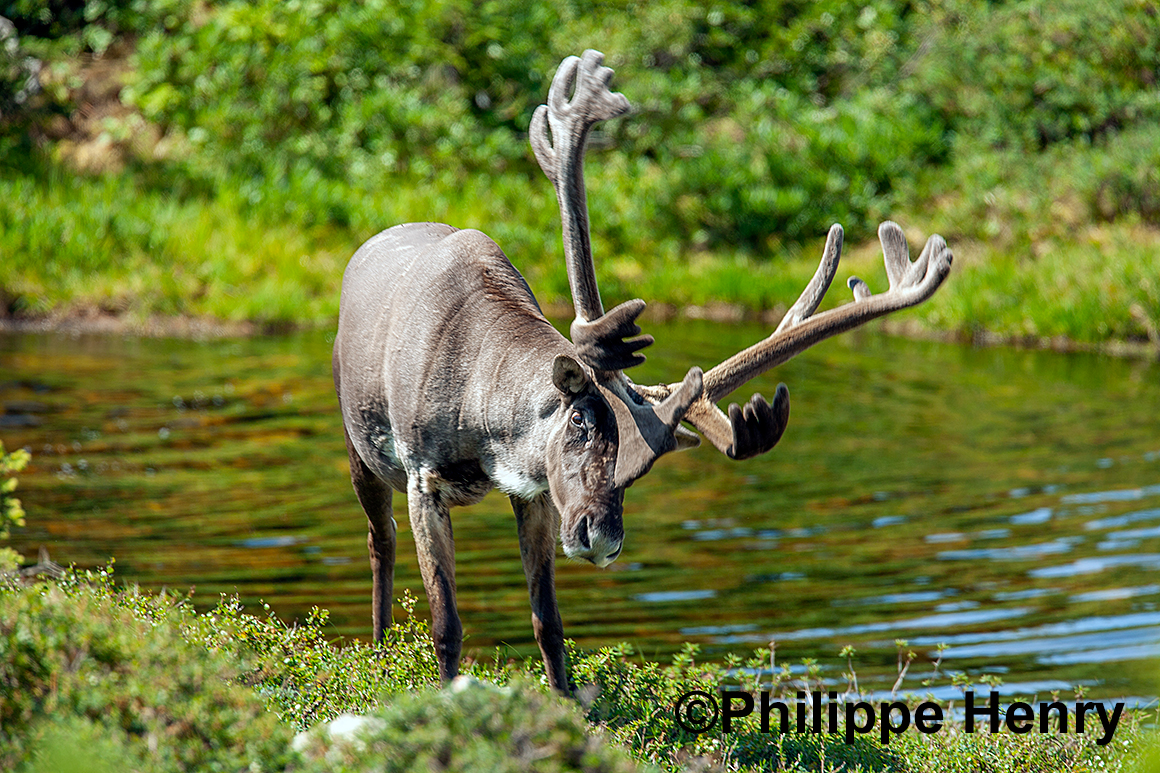 Caribou photograph by Philippe Henry ©