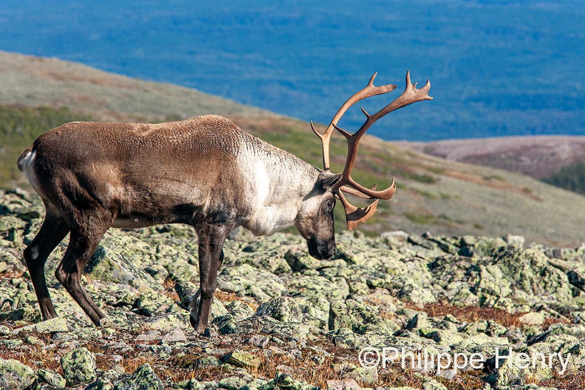 Caribou photograph by Philippe Henry ©