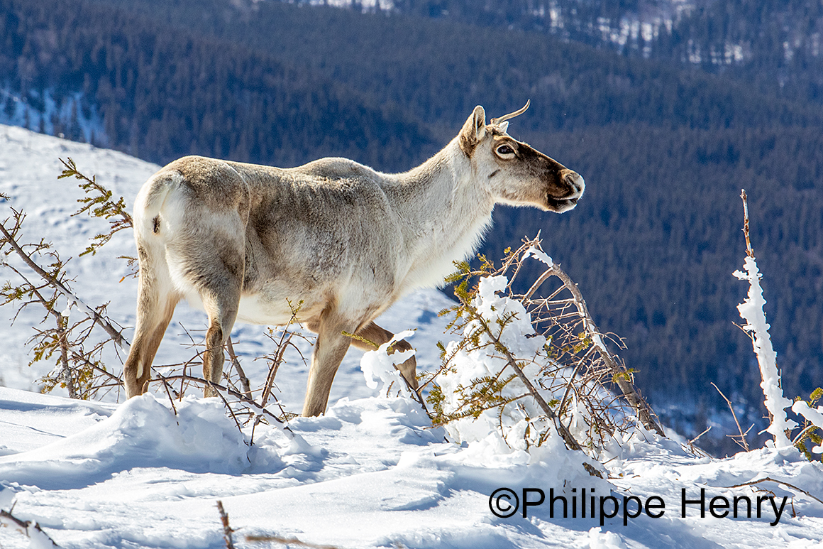 Caribou photograph by Philippe Henry ©