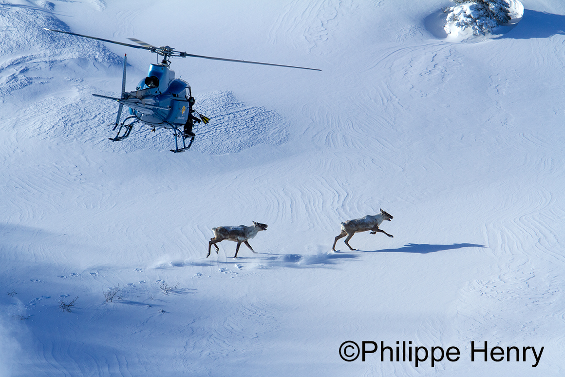 Caribou photograph by Philippe Henry ©
