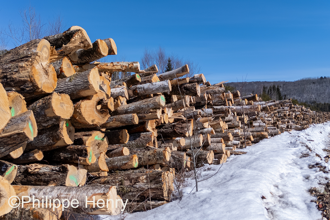 Logging by Pilippe Henry ©