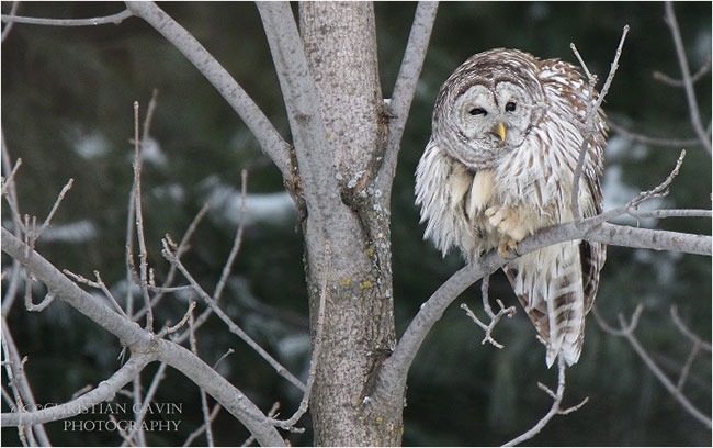 The Barred owl is one of the most cooperative owls that exist. It is calm and does not perch too high by Christian Gavin ©