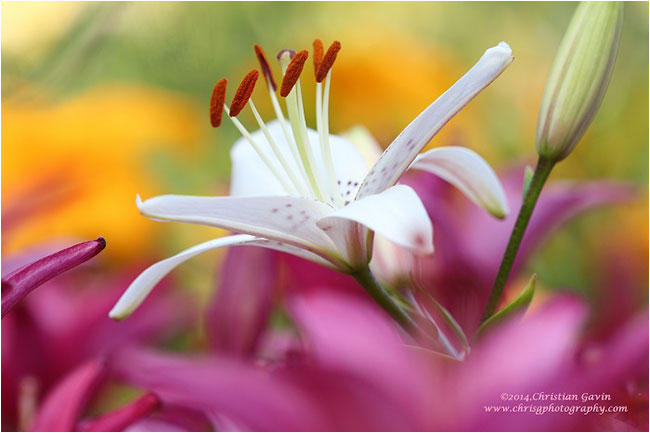 Regal Flower by Christian Gavin ©