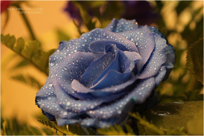 Blue rose by Christian Gavin ©