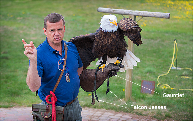 Colin Weir demonstrating with a Bald eagle in Coaldale Birds of Prey Center by Robert Berdan 