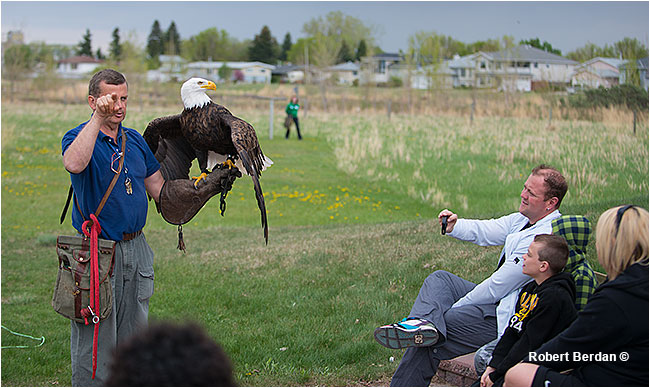 Flight demonstration with Bald eagle at Birds of Prey Center, Coaldale, AB by Robert Berdan ©