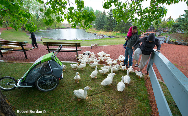 Visitors feeding white ducks at the Birds of Prey Centre in Coaldale, AB by Robert Berdan ©