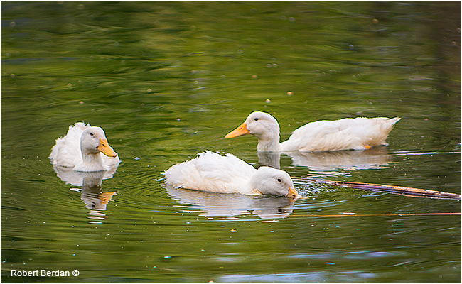 Wading white ducks at Coaldale Birds of Prey Center by Robert Berdan ©