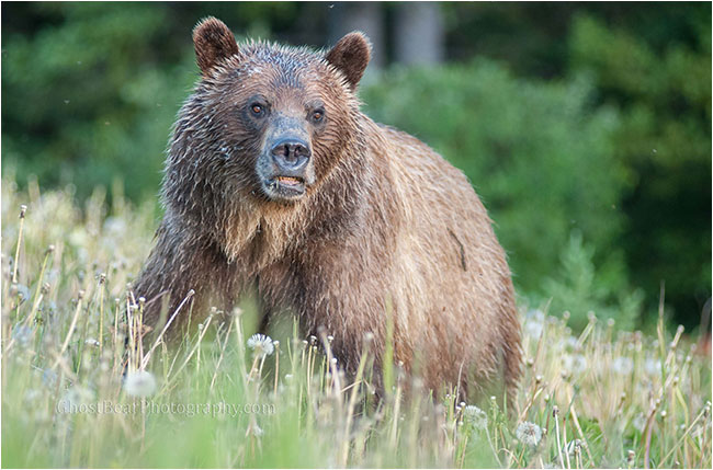 Grizzly bear by ghostbearphotography.com 