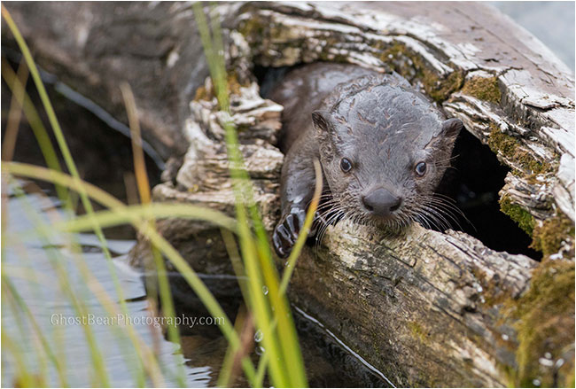 River otter by ghostbearphotography.com 