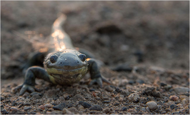 salamander by ghostbearphotography.com 