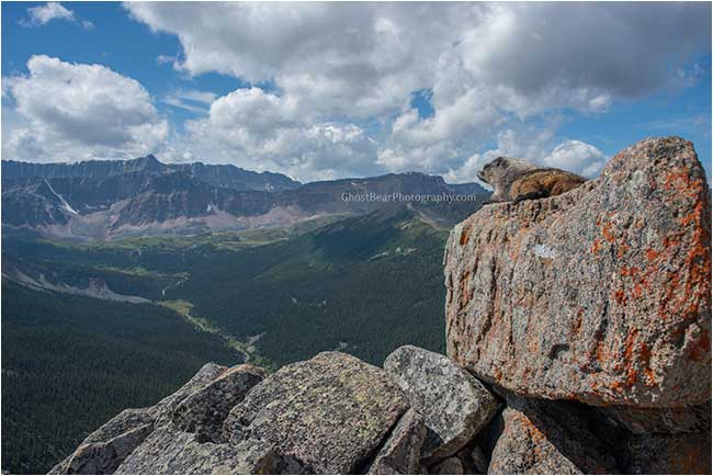 marmot looking over the valley by ghostbearphotography.com 