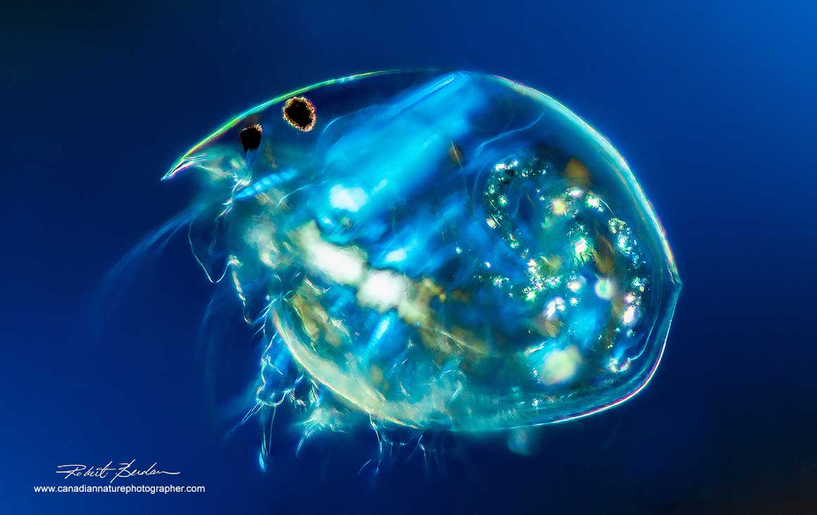 Chyodorus a small Cladoceran living in Fresh water DIC microscopy 100X by Robert Berdan ©