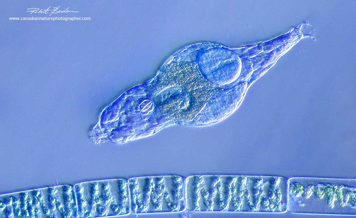 Bdelloid Rotifer and Spirogyra algae filment viewed in oblique lighting by Robert Berdan