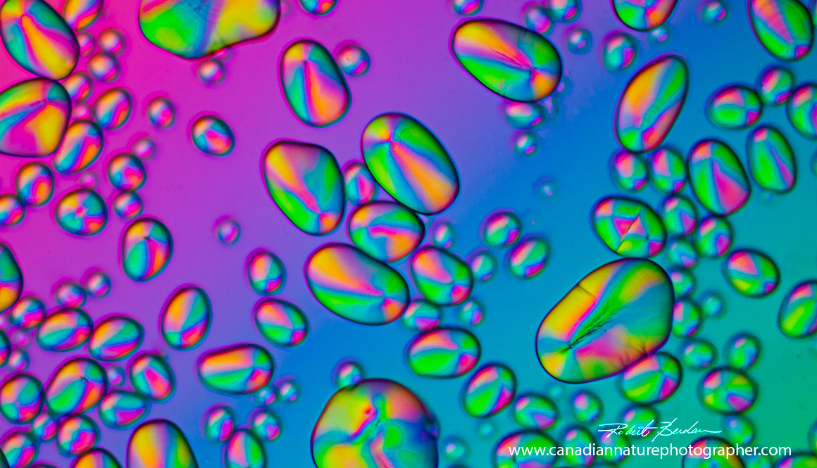 Potato starch grains viewed with a polarized light microscope using a quartz wedge compensator by  Robert Berdan ©