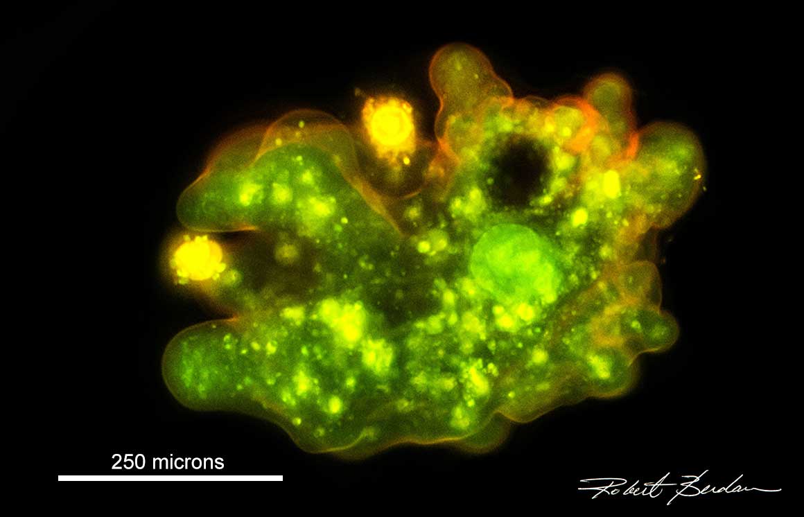 moeba proteus Flourescence microscopy Acridine orange stain by Robert Berdan ©