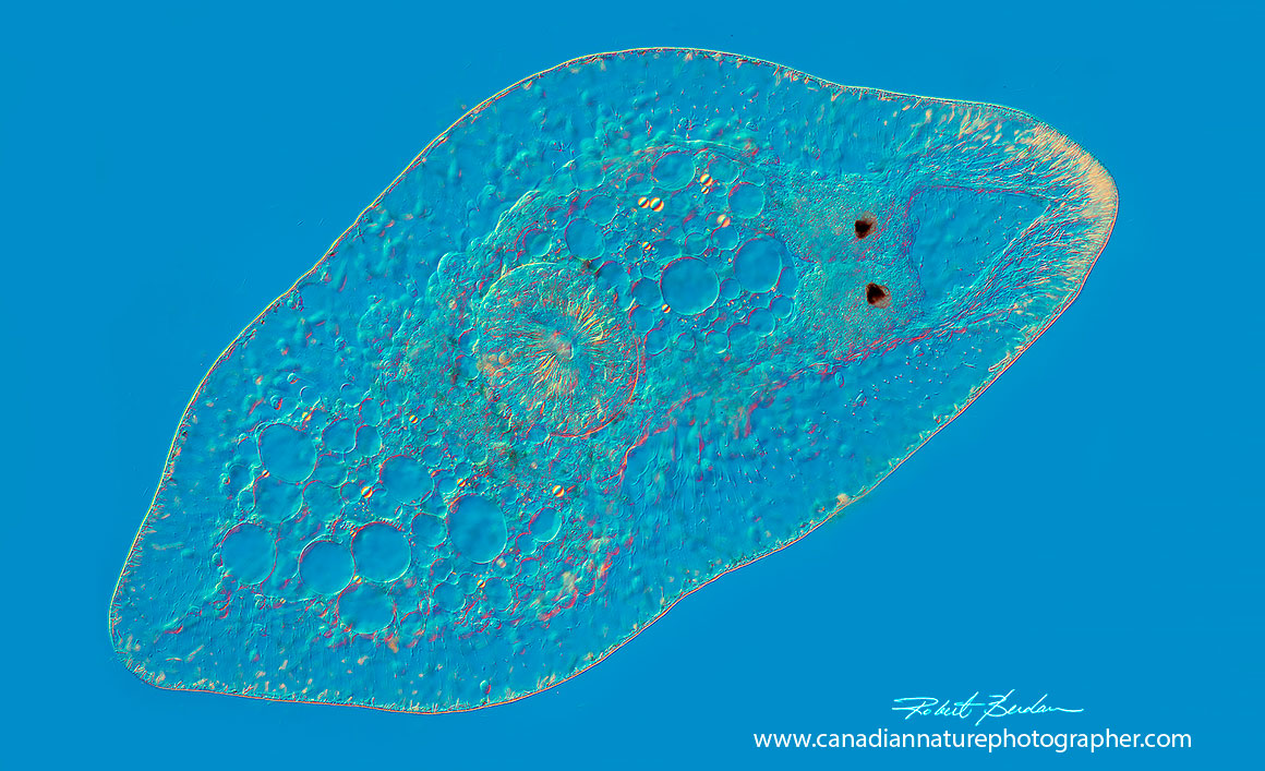 Aquatic flatworm DIC microscopy by Robert Berdan ©