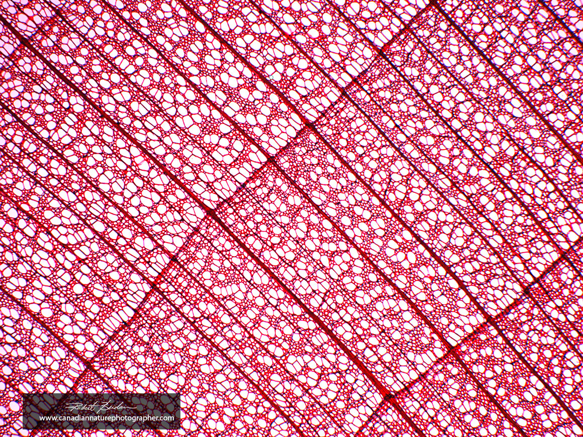 Basswood section bright field microscopy 40X Moticam ProS5 Lite Robert Berdan ©