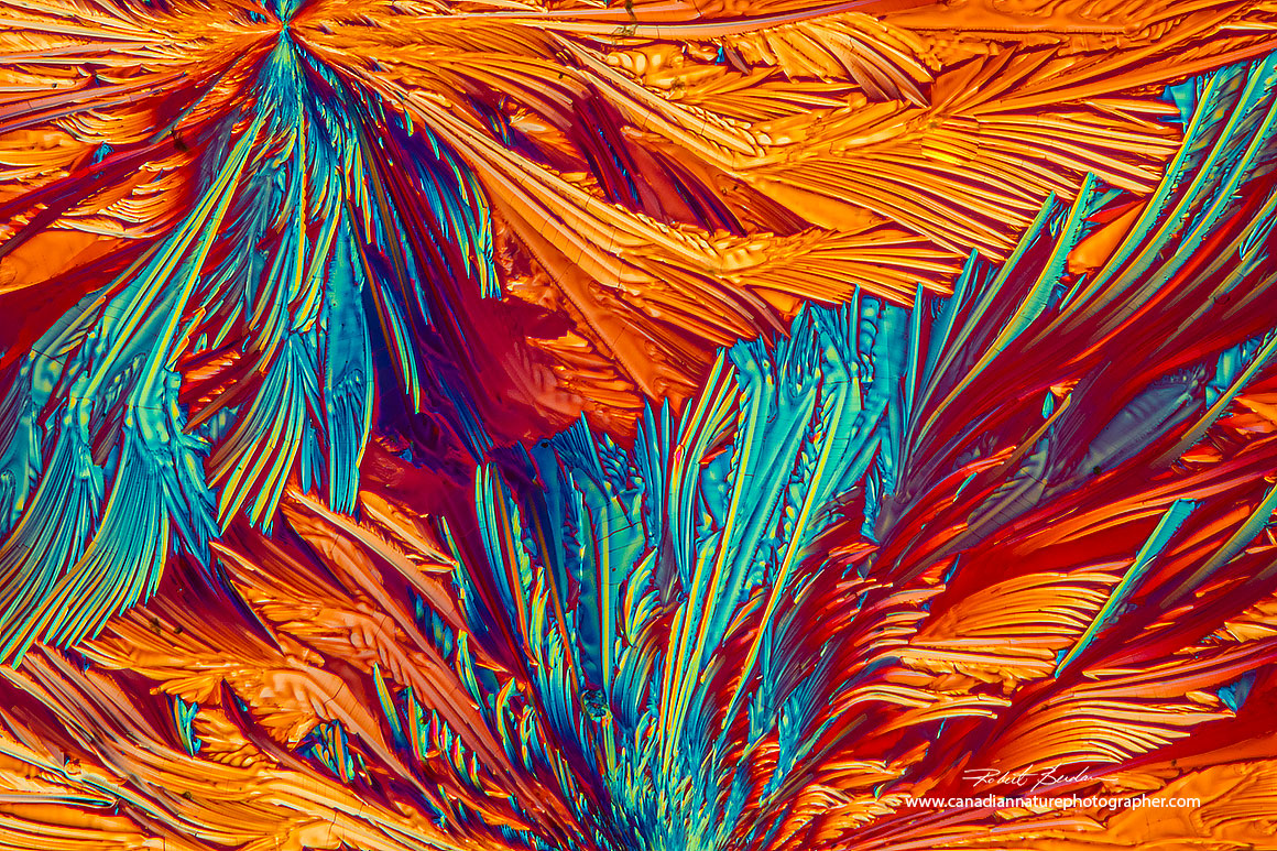 Vitamin C Crystals 100X Polarized light microscopy Nikon D500 Robert Berdan ©