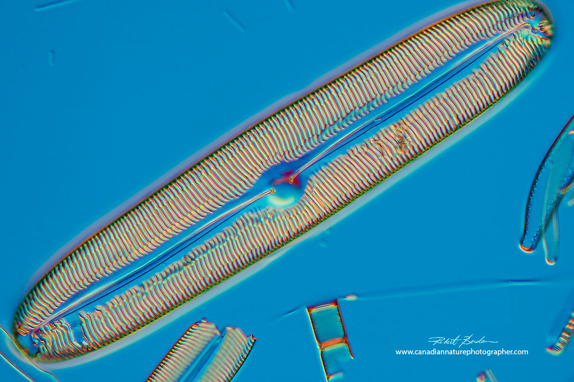 Diatom Pinularia sp Nikon D500 400X DIC microscopy by Robert Berdan ©
