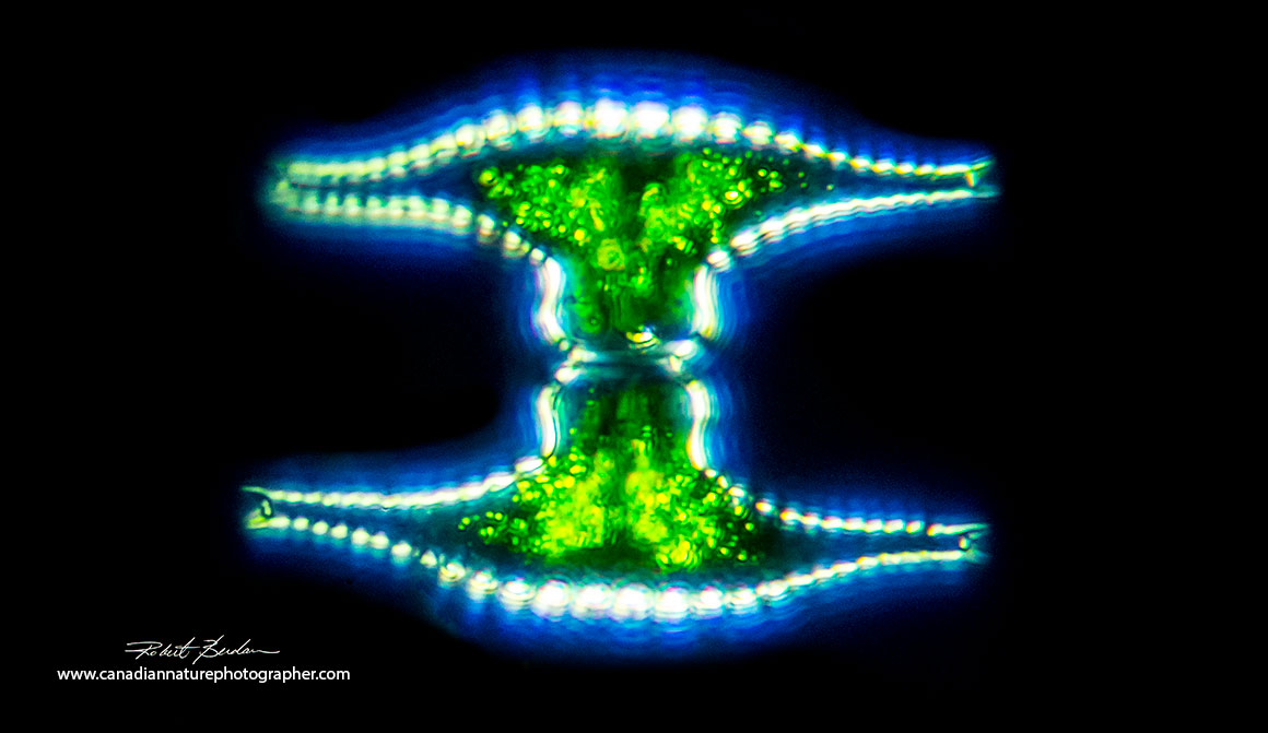 Desmid Staurastrum sp (unicellular algae) photographed at 400X Darkfield microscopy Robert Berdan ©