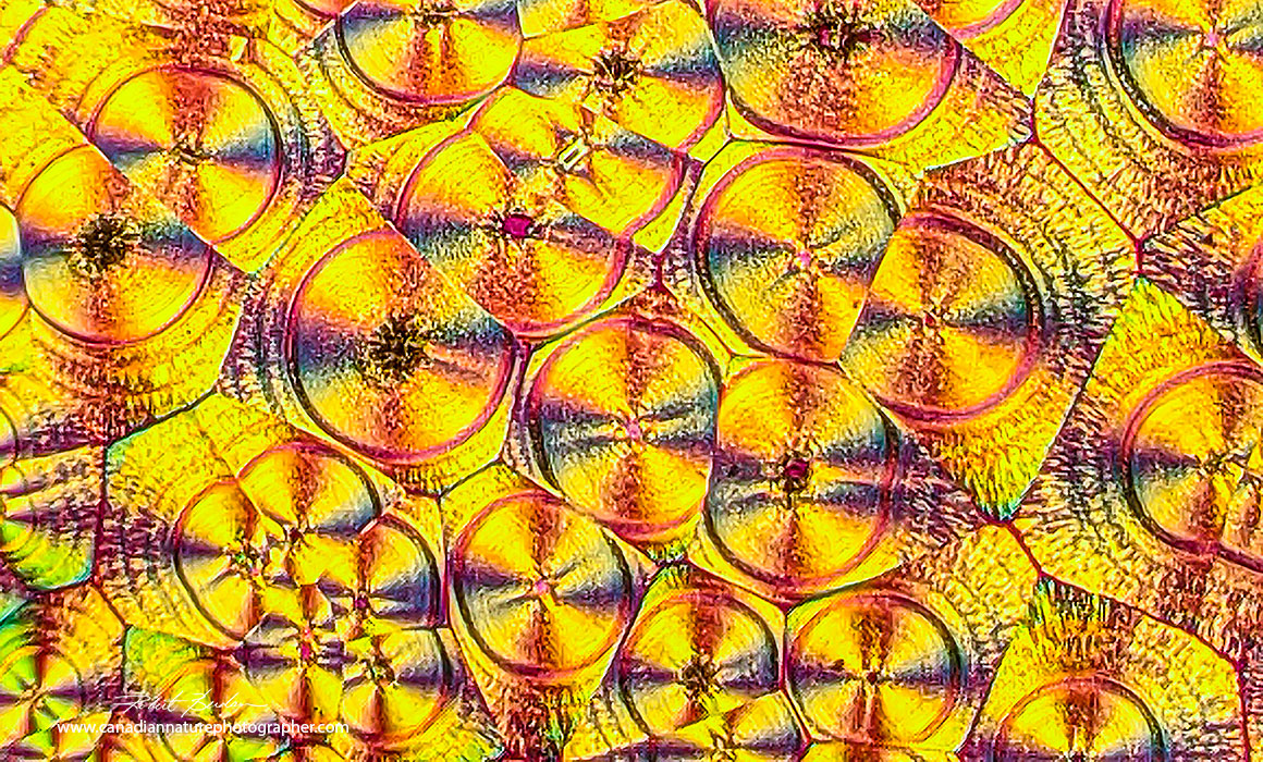 Vitamin C crystals Polarized light microscopy 200X photographed with Google Pixel 3 Brandon Berdan 