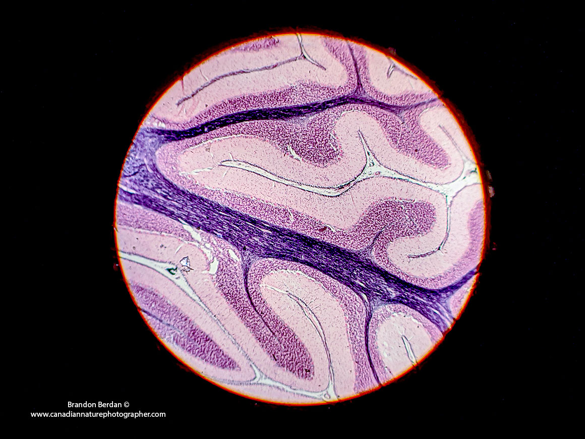 Cerebellum 100X photographed with Google Pixel 3 on light microscope Brandon Berdan ©