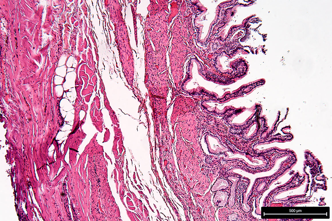 Tissue section photographed with the Leica 20 MP DMC 5400 camera