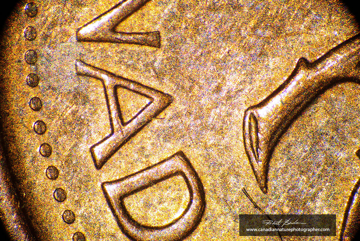 Canadian penny 40X Zeiss Stemi stereomicroscope and Rising Cam Robert Berdan ©
