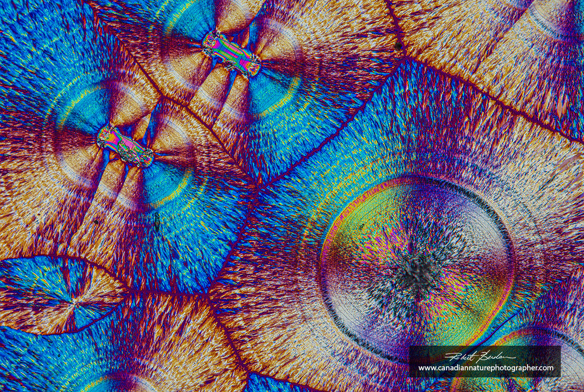 Vitamin C crystals in polarized light and full wave compensator 100X  Rising Cam Robert Berdan ©