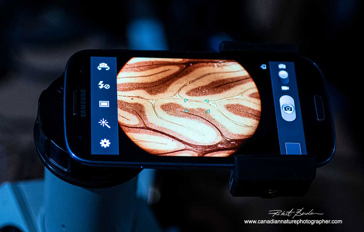 Samsung Galaxy III cell phone attached to a trinocular head of an Optiphot microscope using a Universal adapter Robert Berdan ©