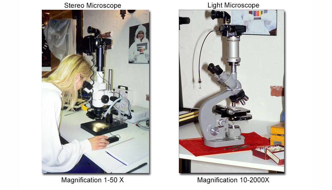 DSLR cameras attached to microscopes Robert Berdan ©