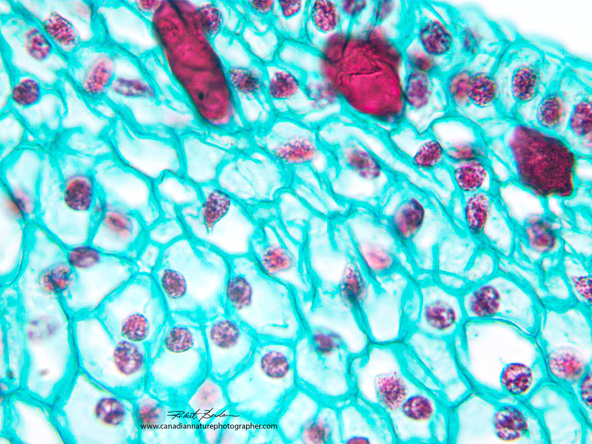 Plant section 400X Brightfield microscopy AMscope 3MP camera Robert Berdan ©
