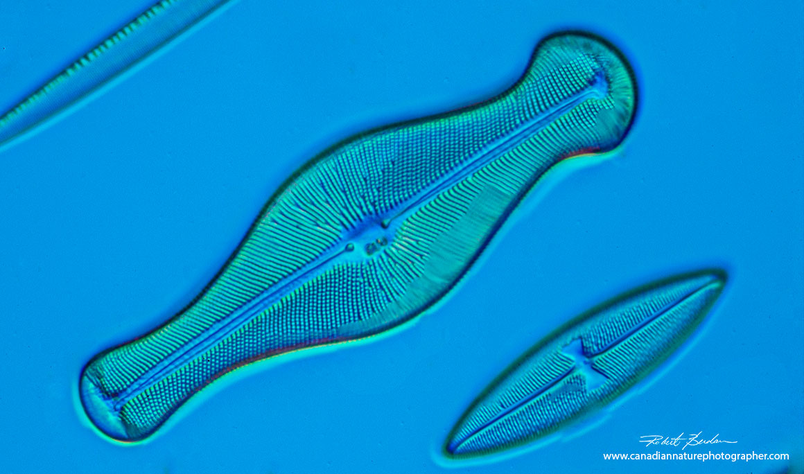Diatom Gomphenema sp (middle) 400X focus stack DIC microscopy Robert Berdan ©