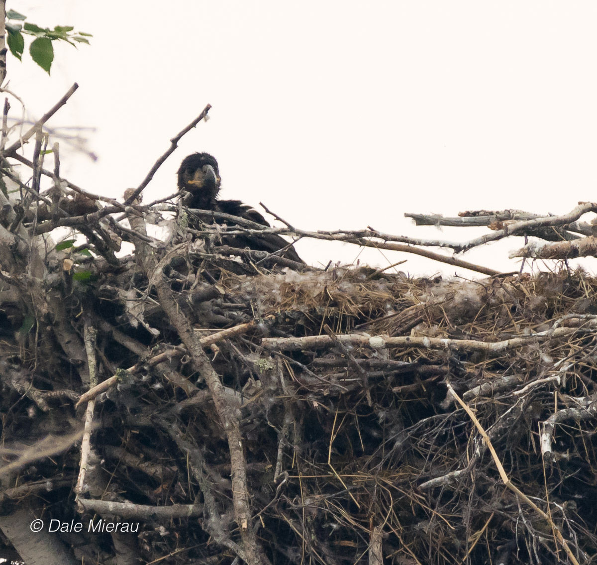 Archer Island eagle by Dale Mierau ©