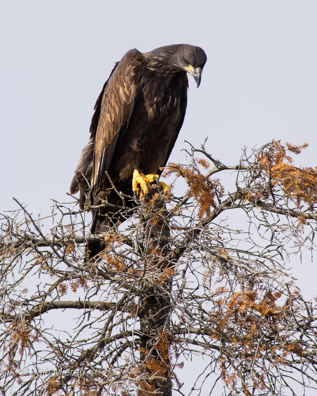 Bald Eagle fledgling by Dale Mierau ©