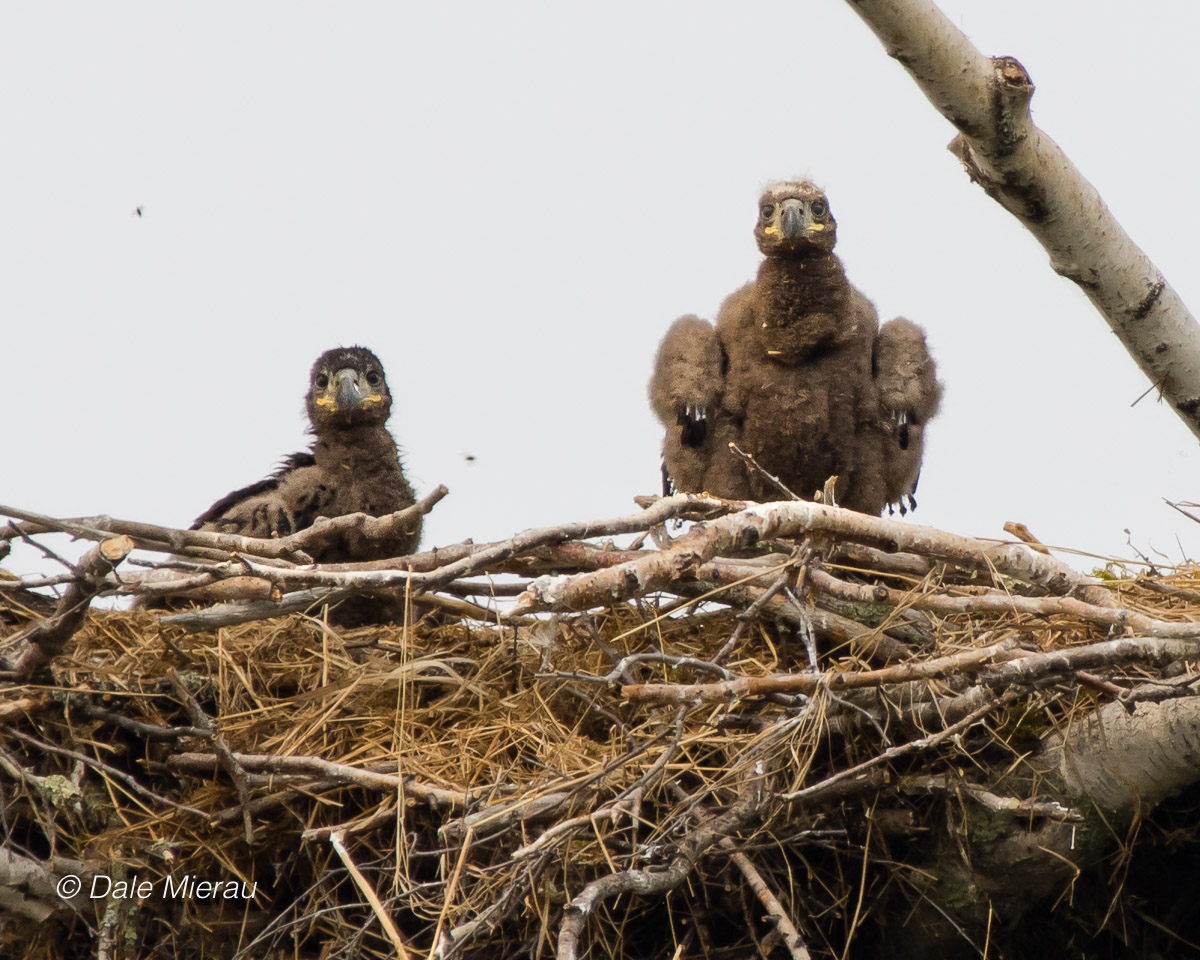 he two fledglings at the Archer Island nest on July 7 by Dale Mierau ©