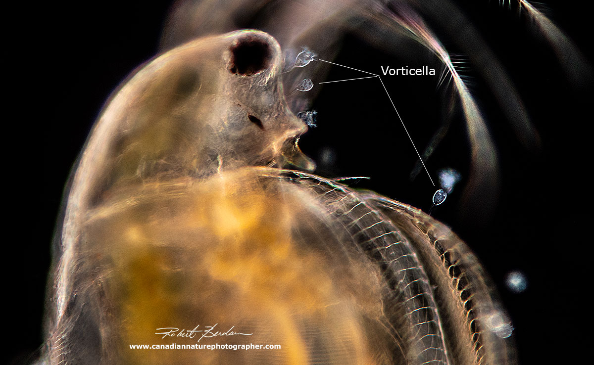 Daphnia sp with Vorticella growing on its carapace. by Robert Berdan ©
