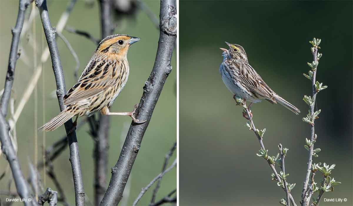 Nelson's sparrow and Savanah Sparrow by David Lilly ©