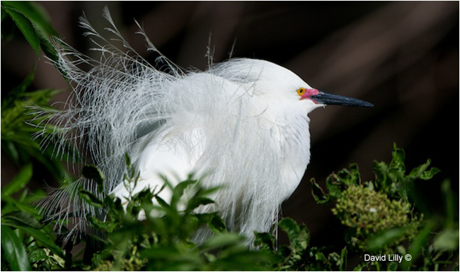 Little Egret by David Lilly ©