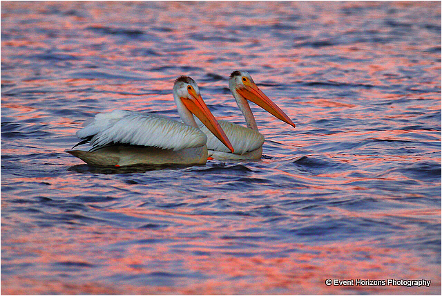 Pelicans by David Williams Event Horizons Photography ©