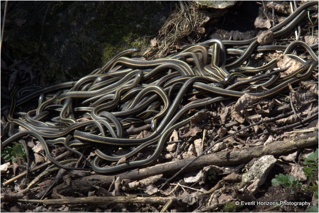 Garter snake Hibernaculum by David Williams Event Horizons Photography ©