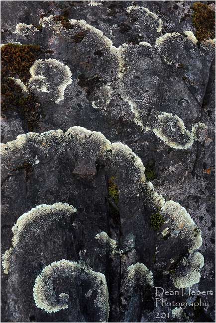 Rock flowers - Lichen by Dean Hebert ©
