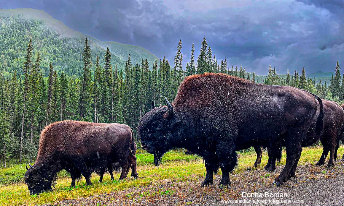 Bison by Donna Berdan